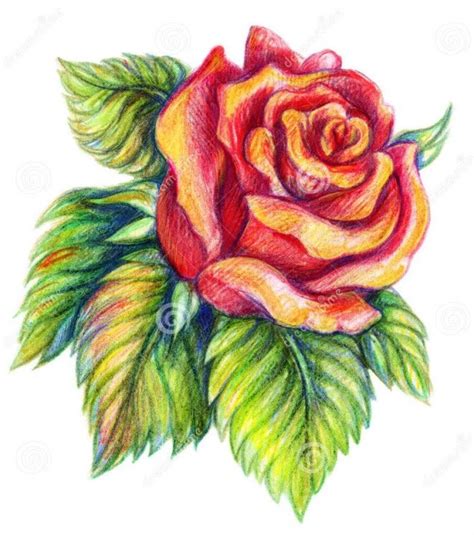 rose drawing with colour