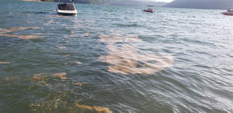 Anyone know what's floating in Cultus Lake in multiple locations around ...
