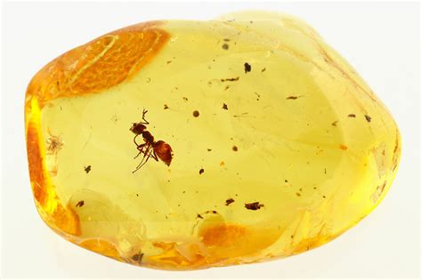 Fossil Ant (Formicidae) and Mite (Acari) In Baltic Amber (#284631) For ...