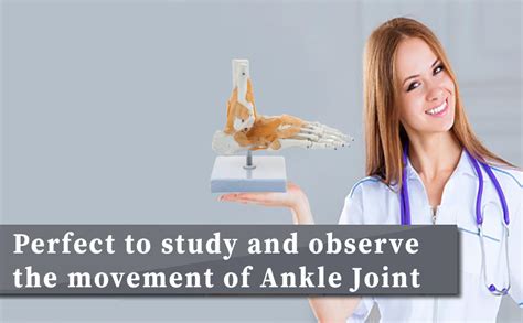 BEXCO foot and Ankle Skeletal Model with Flexible Ligaments for ...