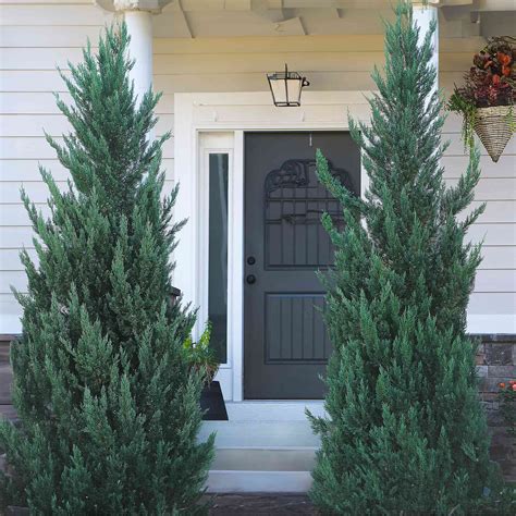 Moonglow Juniper Tree - Drought-Tolerant | Henderson Garden Supply