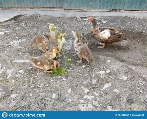 Ducklings Eat a Branch of Grapes Stock Image - Image of beauty ...