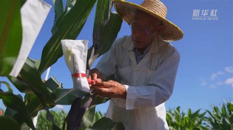 微纪录片丨“玉米种子就是我的生命”-新华网
