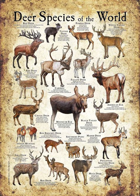 Deer species – Artofit