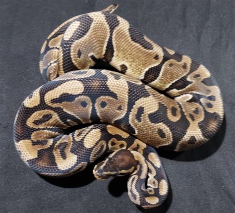 Image result for Desert Ghost Axanthic Ball Python