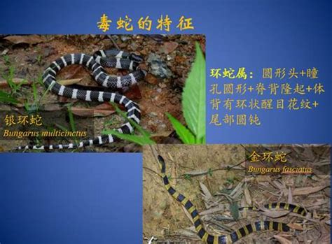 行走野外，怎么防治毒蛇咬伤——毒蛇的识别----中国科学院生态研究中心
