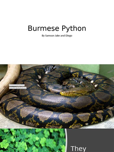Image result for Burmese Python Collection