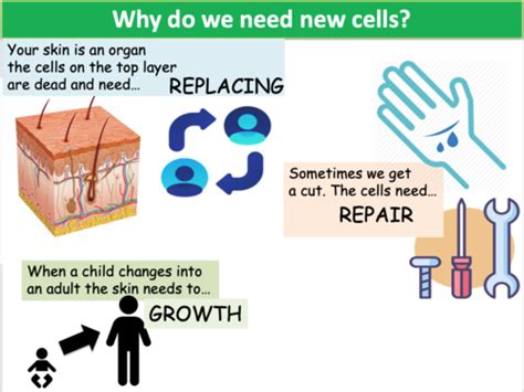 Free Science Lessons Cell Division 的图像结果