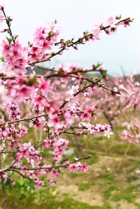 【2021台州赏花地图】油菜花、樱花、桃花、来这里感受浪漫花季-台州旅游-台州19楼