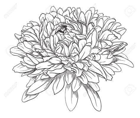 Chrysanthemum Drawing at GetDrawings | Free download