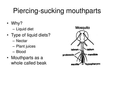 Piercing Insect 的图像结果