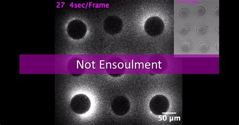 Image result for Conception Light Flash