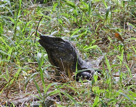 Wildlife Observation Journal: Coati, agouti, iguanas, and captive animals on a resort - Quintana ...