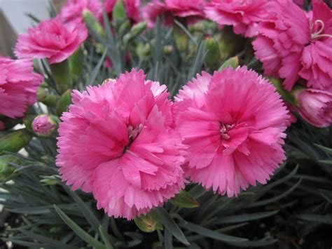 Dianthus Caryophyllus Zone at Robin Waltrip blog