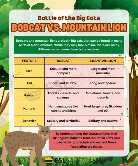 Mountain Lion Bobcat