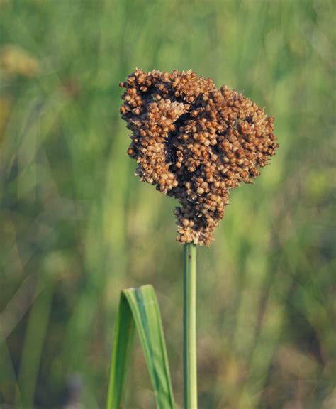 Millets-Project Monitoring System (M-PMoS) | Millet Promotion Dashboard