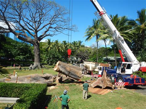 Tree Removal Failures 的图像结果