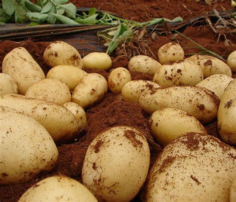 土豆怎样让果实快速膨大？土豆保花保果能用膨大肥吗？土豆叶面肥喷昆仑风 - 知乎