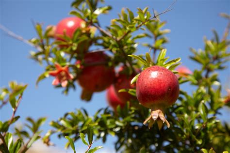 Punica granatum | Pomegranate - Van den Berk Nurseries