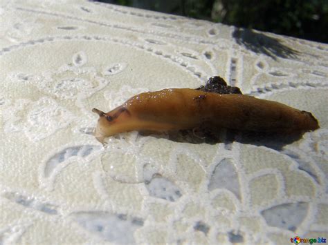 Snail Without House at David Sells blog