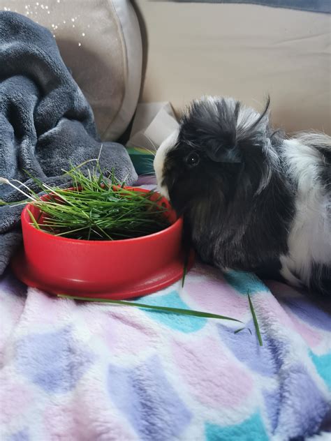My special girl getting some greens. Shes an aby x sheba and due ...