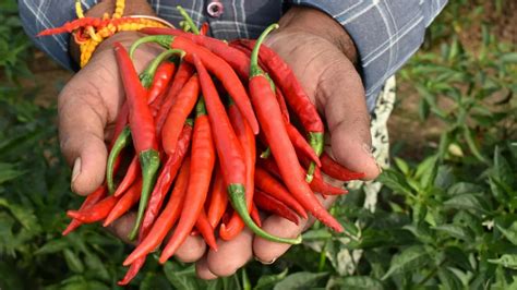 From South America To India: How Chilli Peppers Came To India