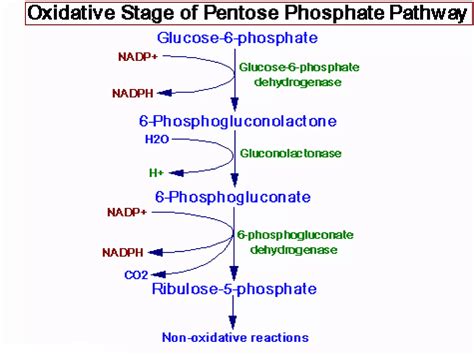 PENTOSE PHOSPHATE PATHWAY | PPT