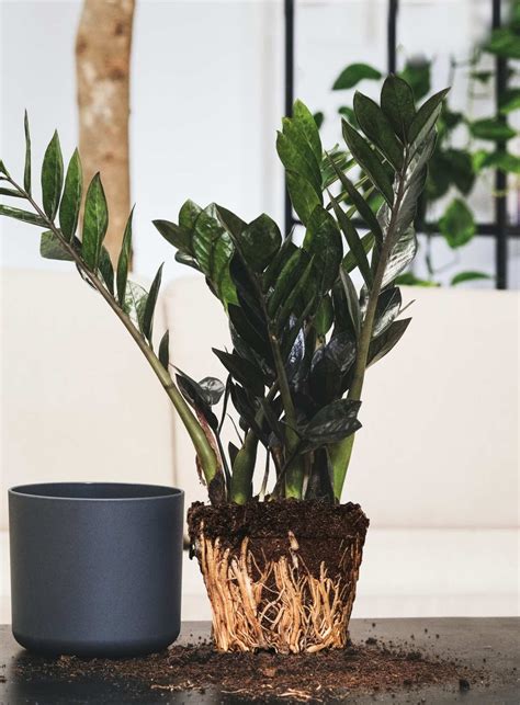Zz Plant 6 Inch Pot Zamioculcas Zamiifolia Zee Zee Plant
