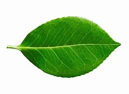 Image result for leaf