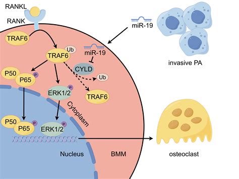 The miR-19a/Cylindromatosis Axis Regulates Pituitary Adenoma Bone ...