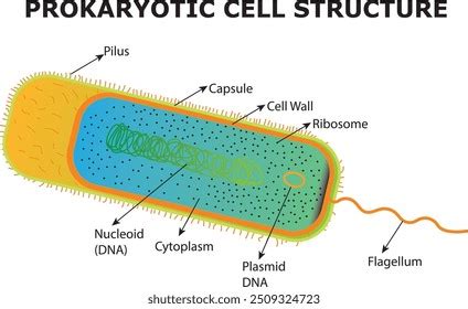 Prokaryotic Cell Structure 的图像结果
