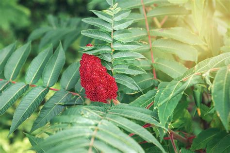 Poison Sumac Flower