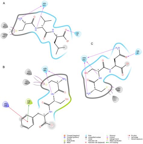 Novel Tripeptides as Tyrosinase Inhibitors: In Silico and In Vitro ...