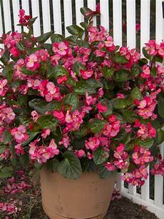begonie in vaso santa sunset begonia the green thumb 2 0 begonie in vaso santa sunset begonia the green thumb 2 0