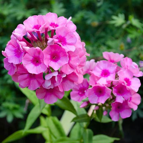 Tips to Grow Phlox Paniculata aka Garden Phlox! - Flower Patch Farmhouse