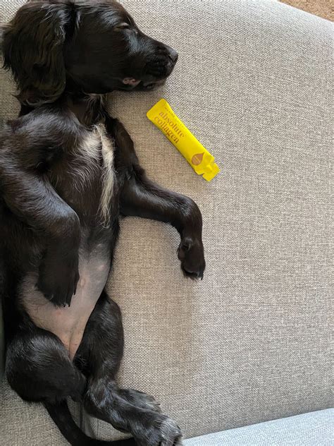 Can Dogs Wear Tampons