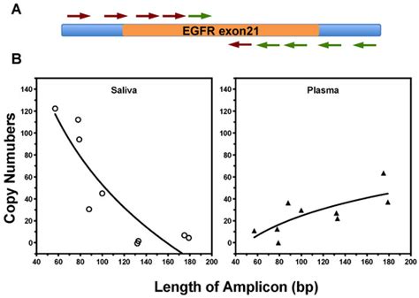 Ultra-Short Circulating Tumor DNA (usctDNA) in Plasma and Saliva of Non ...