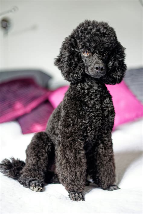 Poodle Colors: Learn All The Color Options (QUICK READ)