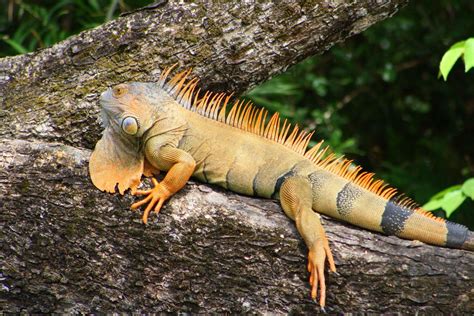 The Iguanas of Costa Rica has several species and types. The Green Iguana can get up to 6 feet ...