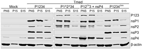 Polyprotein Processing as a Determinant for in Vitro Activity of ...