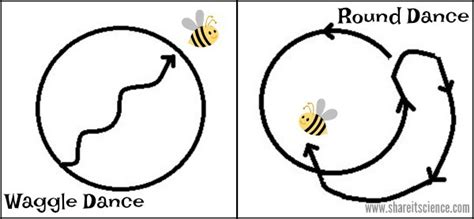 Image result for Bee Dance Language