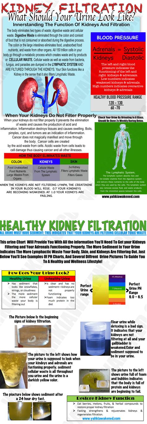 Image result for Net Filtration Rate Kidneys