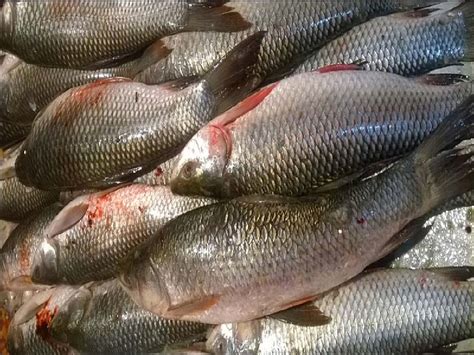 बेरोजगार युवकांसाठी मत्स्यपालनातील व्यवसायिक संधी