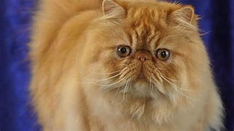 6 Cat breeds with softest fur including Persians, Siberian Forest cats ...