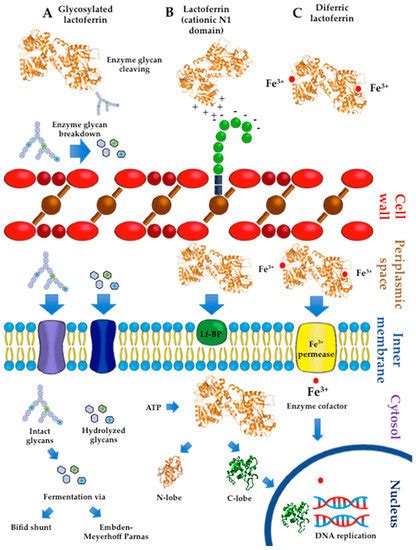 The Impact of Lactoferrin on the Growth of Intestinal Inhabitant Bacteria