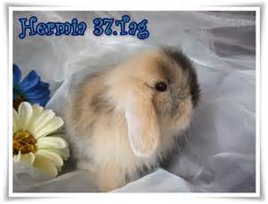 Teddy Widder Baby Kaninchen vom Züchter in Vaterstetten | Tiere ...