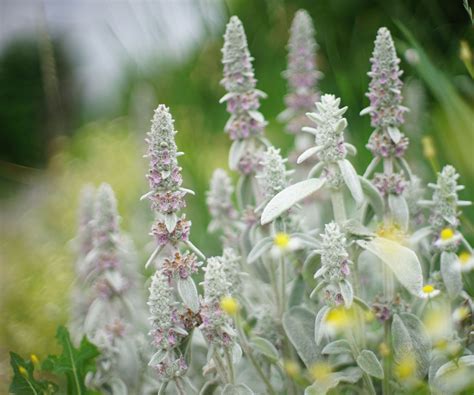 Deer Resistant Ground Cover