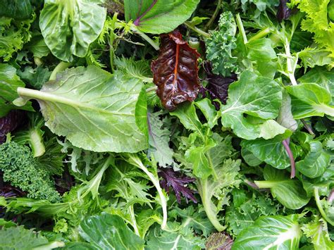 Salad Leaf Varieties