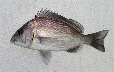 Humpback Grunt | Mexico – Fish, Marine Life, Birds and Terrestrial Life