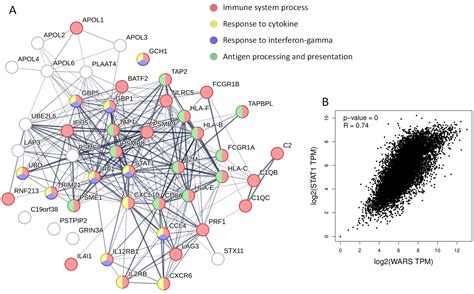 Tryptophanyl-Transfer RNA Synthetase Is Involved in a Negative Feedback ...